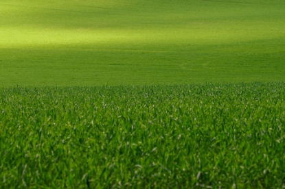Picture of Fine Lawn